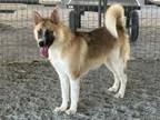 Adopt A131836 a Australian Shepherd, Siberian Husky