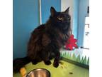 Adopt Atari a Domestic Short Hair