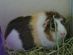 Adopt ELLIE a Guinea Pig