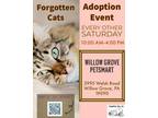 Adopt Willow Grove PetSmart Adoption Event 5/11 & 5/25 a American Shorthair