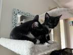 Adopt Marcy & Ditto (FCID#s 3/28/24, 5/2/24-4 CPS)) a Tuxedo