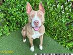 Adopt GRETEL a Pit Bull Terrier