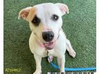 Adopt CREAM a Pit Bull Terrier, Mixed Breed