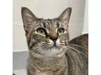 Adopt Fiona a Domestic Short Hair