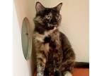 Adopt River Mama a Domestic Medium Hair