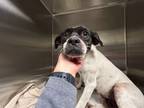 Adopt ROXIE a Rat Terrier, Mixed Breed
