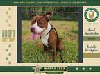 Adopt Pizookie a Mixed Breed