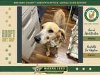 Adopt Cline a Mixed Breed