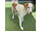 Adopt Miss Biloxi Jean a Hound