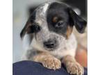 Adopt Madilyn a Feist, Jack Russell Terrier