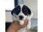 Adopt Mina a Feist, Jack Russell Terrier