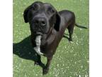 Adopt Penelope a Black Labrador Retriever, Plott Hound