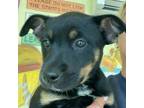Adopt Frenchie a Cattle Dog, Mixed Breed