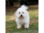 Adopt Immy 20328 a Coton de Tulear