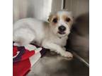 Adopt Cookie 20538 a Terrier, Mixed Breed