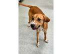 Adopt Clara- in foster a Hound, Mixed Breed