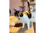 Adopt Laurel (aka Stephany #2) a Domestic Short Hair