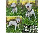 Adopt SNORTY a Mixed Breed