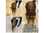 Adopt SADIE a Australian Cattle Dog / Blue Heeler