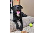 Adopt Cookie 40226 a Labrador Retriever