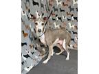 Adopt Jazzy Blue Jeans a Italian Greyhound