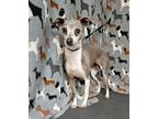 Adopt My Blue Autumn a Italian Greyhound