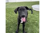Adopt Beggin Strips a Mixed Breed