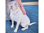 Adopt Peaches a Pit Bull Terrier