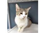 Adopt Oak (at Smitten Kitten) a Domestic Short Hair