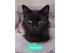 Adopt Pawtunia a Domestic Medium Hair