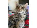 Adopt Lolo a Domestic Short Hair