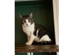 Adopt Yarrow a Domestic Short Hair