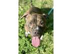 Adopt Tiger a Boxer, Pit Bull Terrier