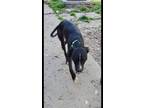 Adopt Quinci a Labrador Retriever, Boxer