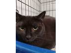 Adopt Zira a Domestic Medium Hair