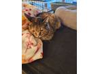 Adopt Leah a Domestic Short Hair