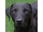 Adopt McGriddle a Black Labrador Retriever