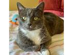 Adopt Sasha 5175 a Domestic Short Hair