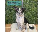 Adopt Polly Pocket a Australian Cattle Dog / Blue Heeler