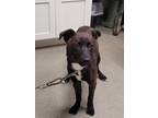 Adopt Amaya a Labrador Retriever, Catahoula Leopard Dog