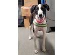 Adopt Bailey a German Shorthaired Pointer