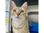 Adopt Frosted Flakes a Domestic Short Hair