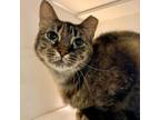 Adopt Nessie a Domestic Short Hair