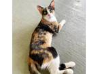 Adopt Reva a Domestic Short Hair