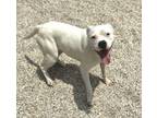Adopt Bianca a Boxer, Pit Bull Terrier