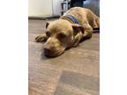 Adopt Jacqueline a Pit Bull Terrier