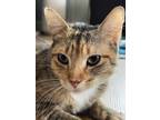 Adopt Yipsy a Domestic Short Hair