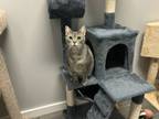 Adopt Trish a Domestic Short Hair