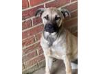 Adopt Winnie Mae a Anatolian Shepherd, Mixed Breed