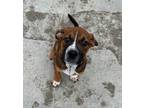 Adopt Scarlet Witch a Boxer, Mixed Breed